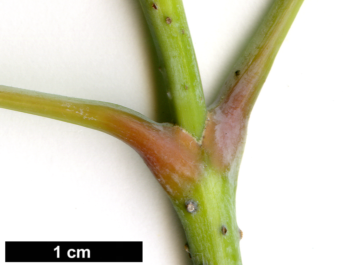High resolution image: Family: Sapindaceae - Genus: Acer - Taxon: negundo - SpeciesSub: subsp. interius